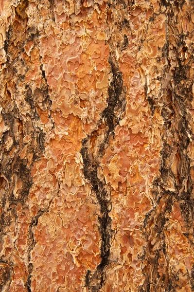 Corteccia di pino di Ponderosa — Foto Stock