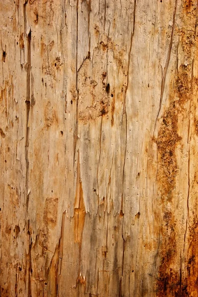 Albero spogliato di sfondo corteccia — Foto Stock