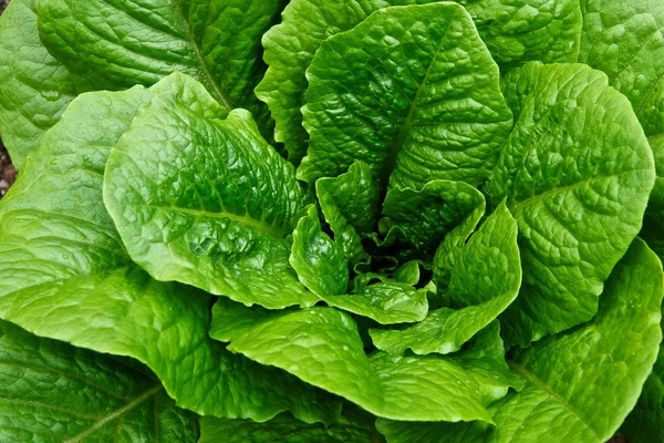 Green Leafy Head of Romaine Lettuce in a Garden — Stock Photo, Image