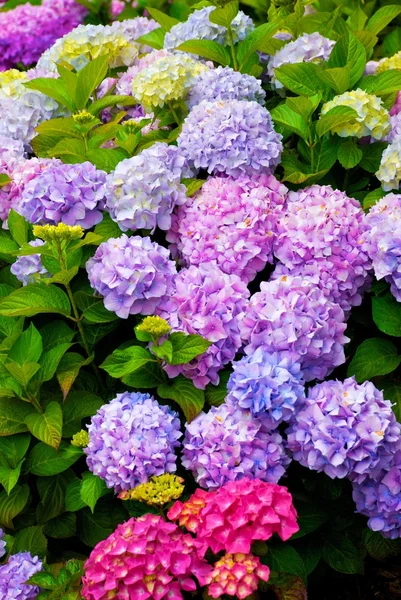 Arbusto de hortênsia multi colorido com flores — Fotografia de Stock