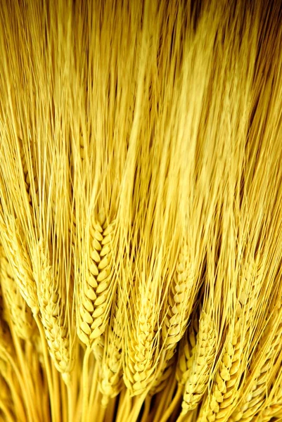 Stalks of Golden Wheat — Stock Photo, Image