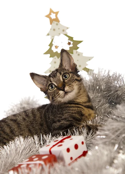 Christmas cat — Stock Photo, Image