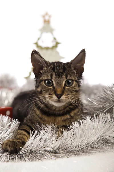 Christmas cat — Stock Photo, Image