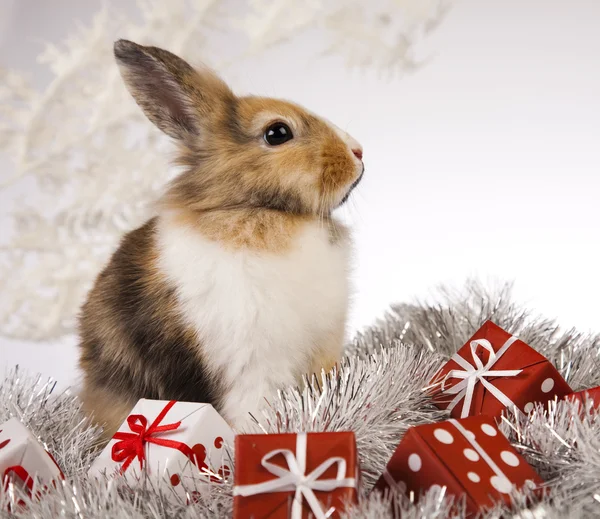 Conejito con Navidad — Foto de Stock