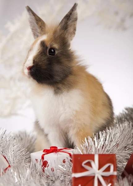 Kanin, bunny jul — Stockfoto