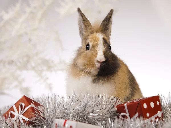 Rabbit, bunny Christmas — Stock Photo, Image