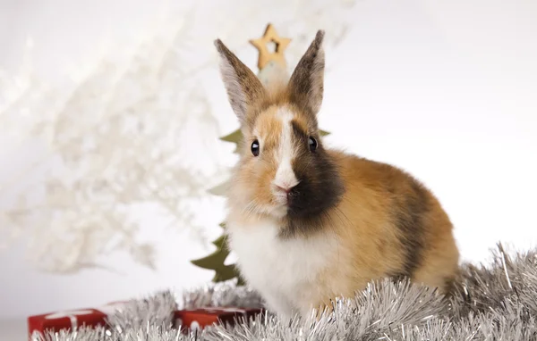 Coniglio, coniglio Natale — Foto Stock