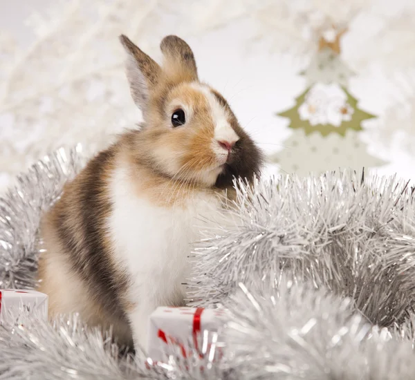 Coniglio, coniglio Natale — Foto Stock