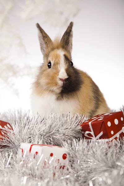 Rabbit, bunny Kerstmis — Stockfoto