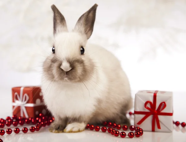 Rabbit, bunny Christmas — Stock Photo, Image