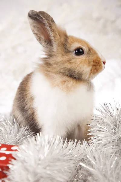 Kanin, bunny jul — Stockfoto