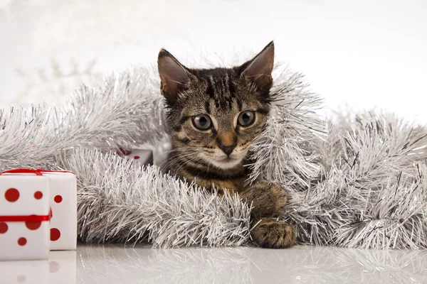 Christmas cat — Stock Photo, Image