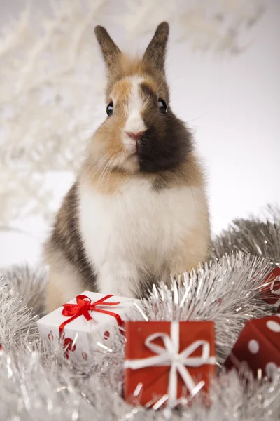 Conejito con Navidad —  Fotos de Stock