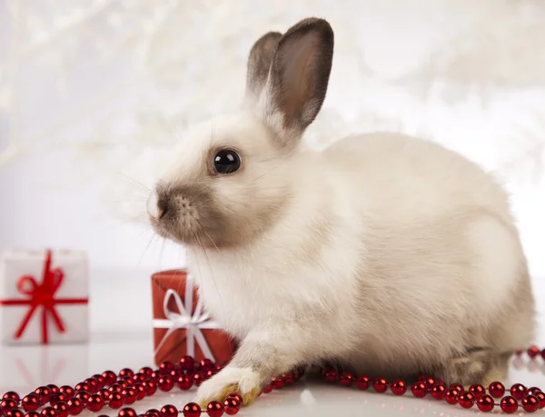 Кролик с Рождеством — стоковое фото