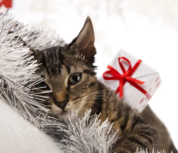 Cat christmas — Stock Photo, Image