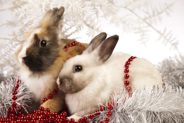 Bunny met Kerstmis — Stockfoto