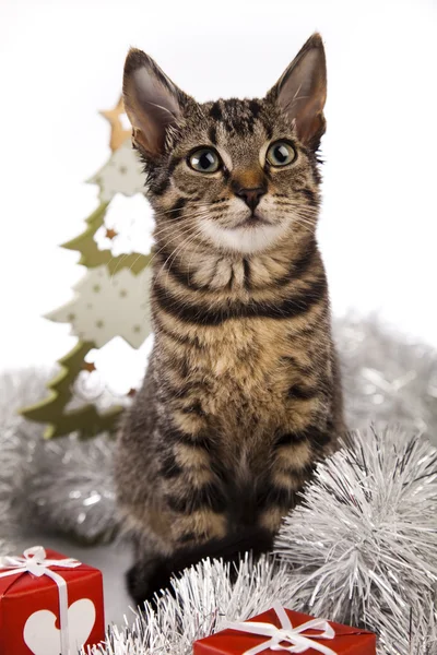 Cat christmas — Stock Photo, Image