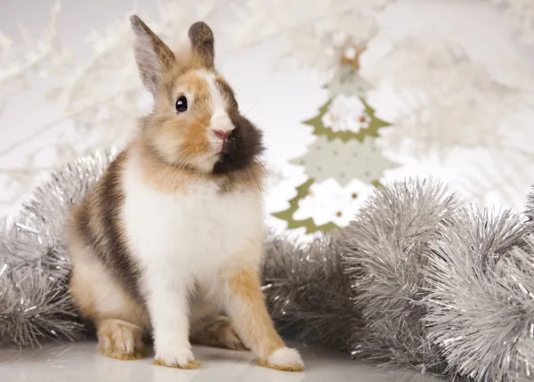 Lapin avec Noël — Photo