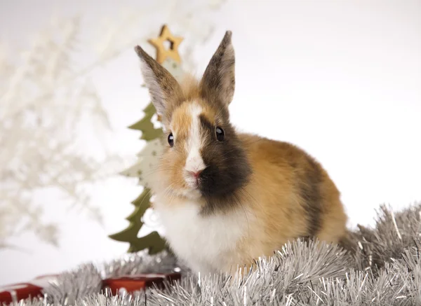 Christmas bunny — Stock Photo, Image