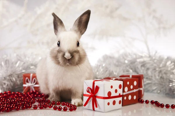 Conejo, conejito de Navidad — Foto de Stock