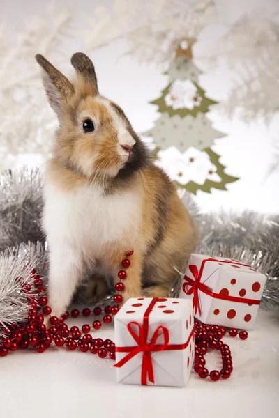 Кролика, кролик Різдво — стокове фото