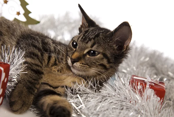 Christmas cat — Stock Photo, Image