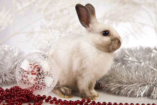 Кролик, кролик Рождество — стоковое фото