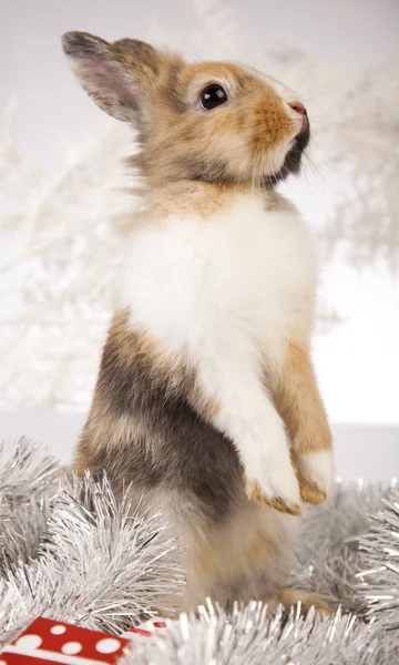 Rabbit, bunny Kerstmis — Stockfoto