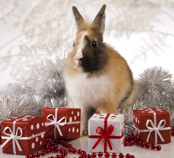 Kerstmis bunny — Stockfoto