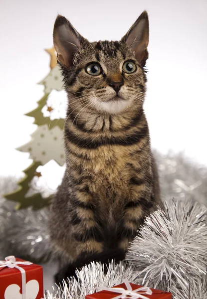 Christmas cat — Stock Photo, Image