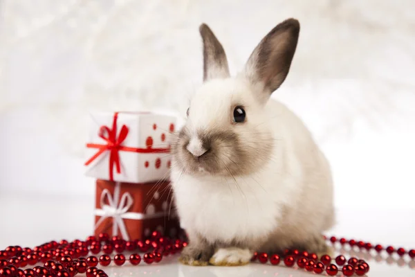 Coelhinho de Natal — Fotografia de Stock