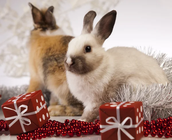 Coniglio, coniglio Natale — Foto Stock