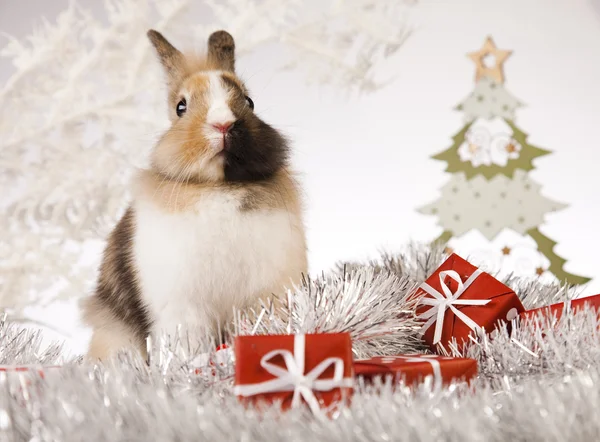 Kerstmis bunny — Stockfoto