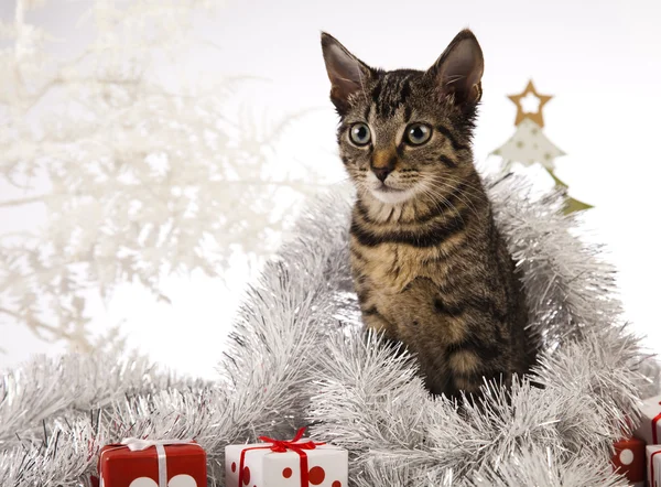 Cat christmas — Stock Photo, Image