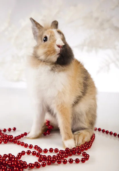 Kerstmis bunny Stockafbeelding