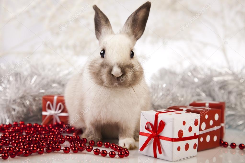 Bunny with Christmas