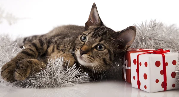 Natal de gato — Fotografia de Stock