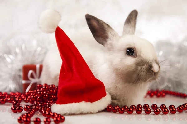 圣诞兔子 — 图库照片