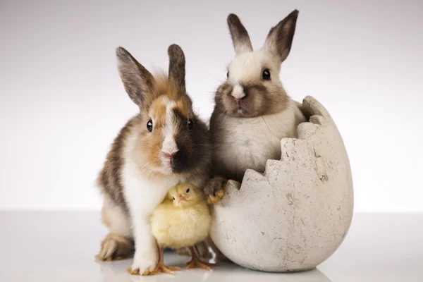 Chick in bunny — Stock Photo, Image