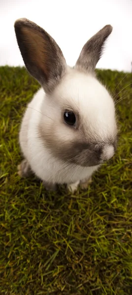 Rabbit — Stock Photo, Image