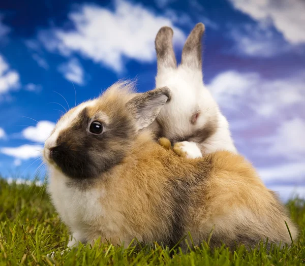 Kleine konijntje in groene gras — Stockfoto