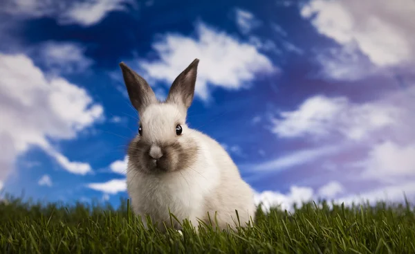 春の赤ちゃんウサギと緑の芝生 — ストック写真