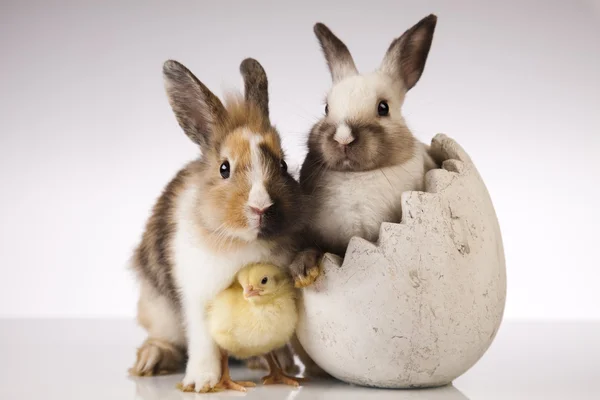 Brud i bunny — Stockfoto