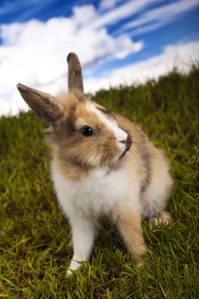 Весенний кролик и зеленая трава — стоковое фото