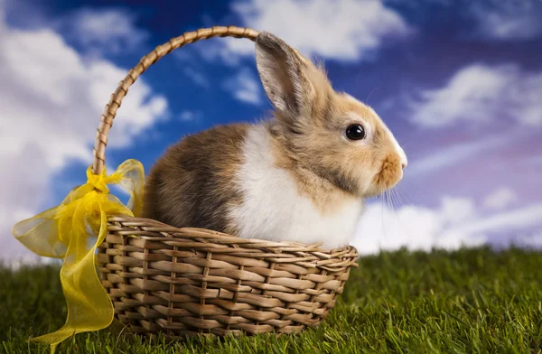 Pequeño conejito en hierba verde — Foto de Stock