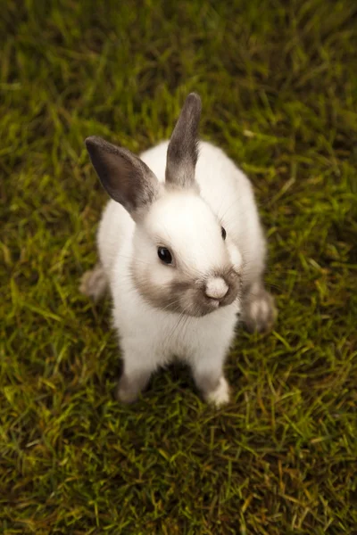 Kleine konijntje in groene gras — Stockfoto