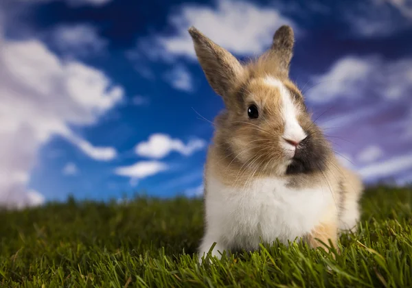 Lente baby bunny en groen gras — Stockfoto