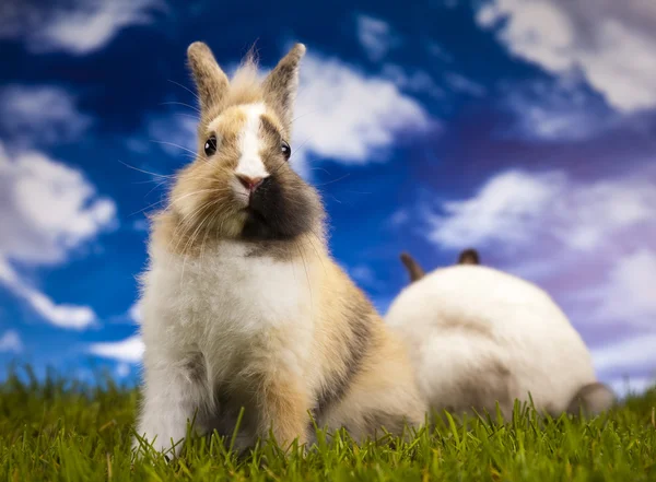 녹색 잔디에 작은 토끼 — 스톡 사진