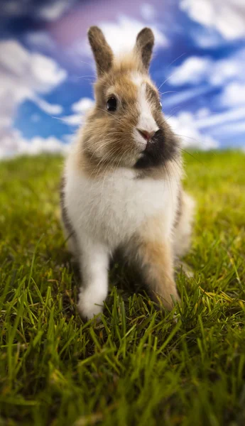 Bunny i gräs — Stockfoto