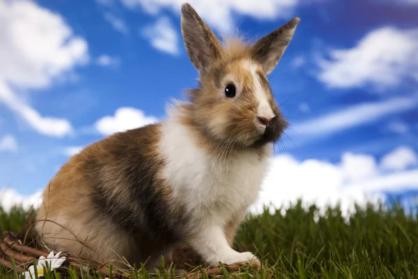 Bunny i gräs — Stockfoto